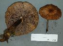 Armillaria solidipes image
